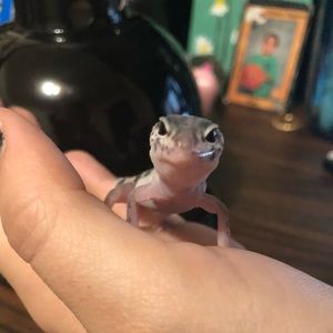 Meet your Posher, Ashton